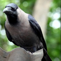 Bran Crow from Kolkata